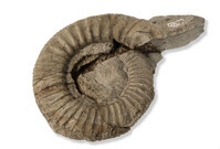 F 02239
<br/>
<br/>
<em></em>